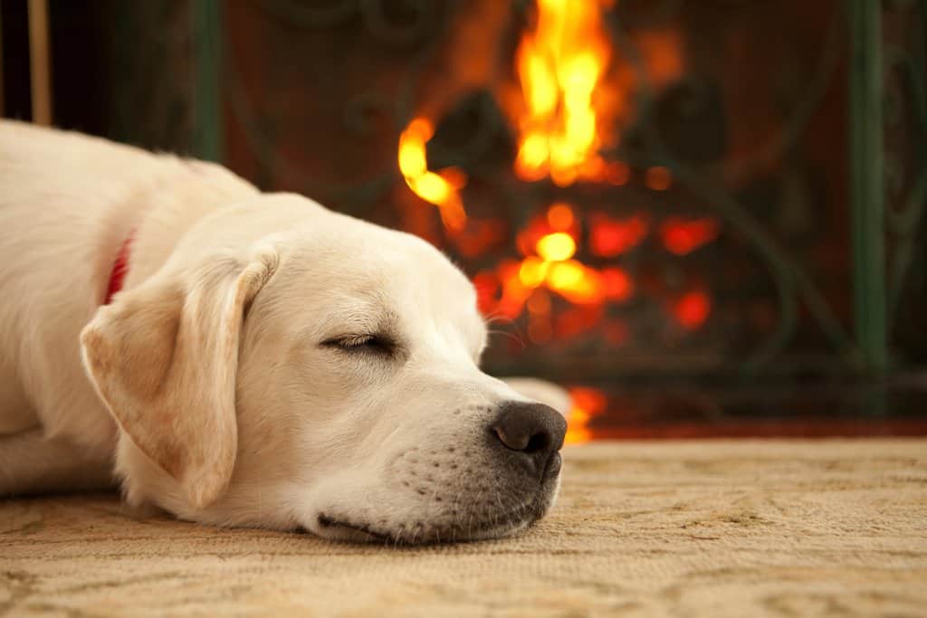 如何在寒冷的冬天照顧狗狗關節？