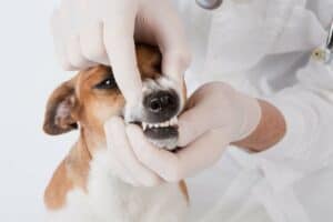 狗狗口臭是牙周病的早期徵兆？聊聊狗狗日常潔牙