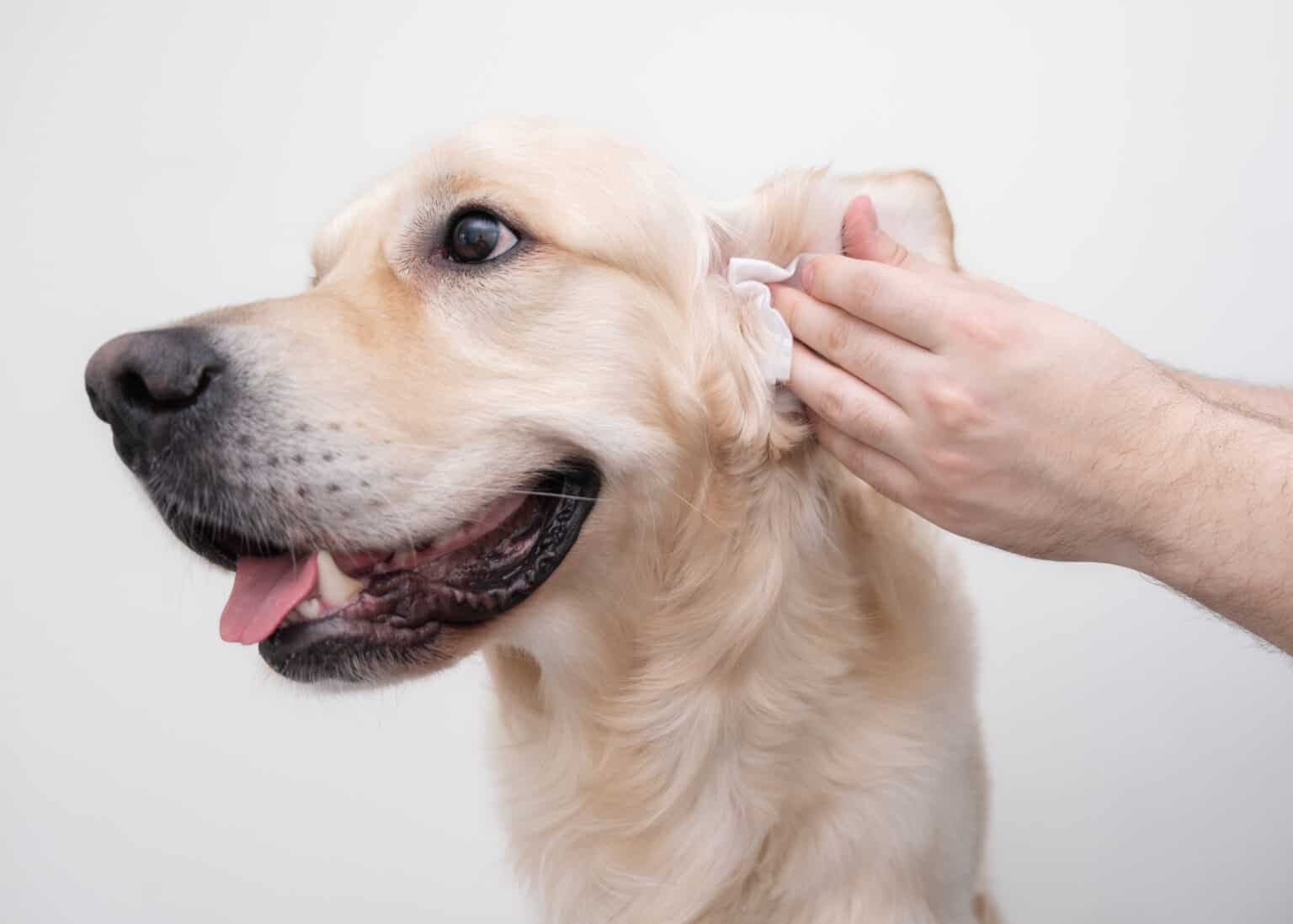 狗狗耳朵发炎会自愈吗 怎么治疗？ - 宠物百科 - 宠物百科