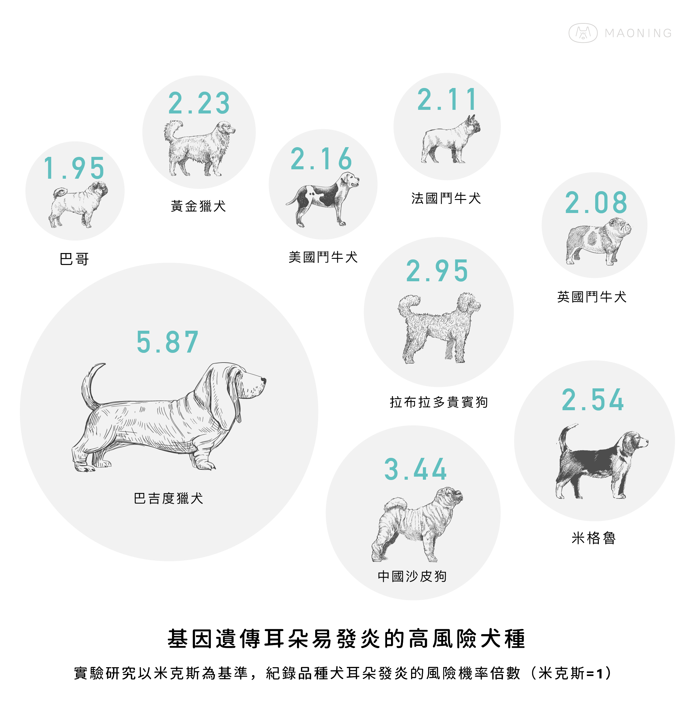 dog-ear-infect