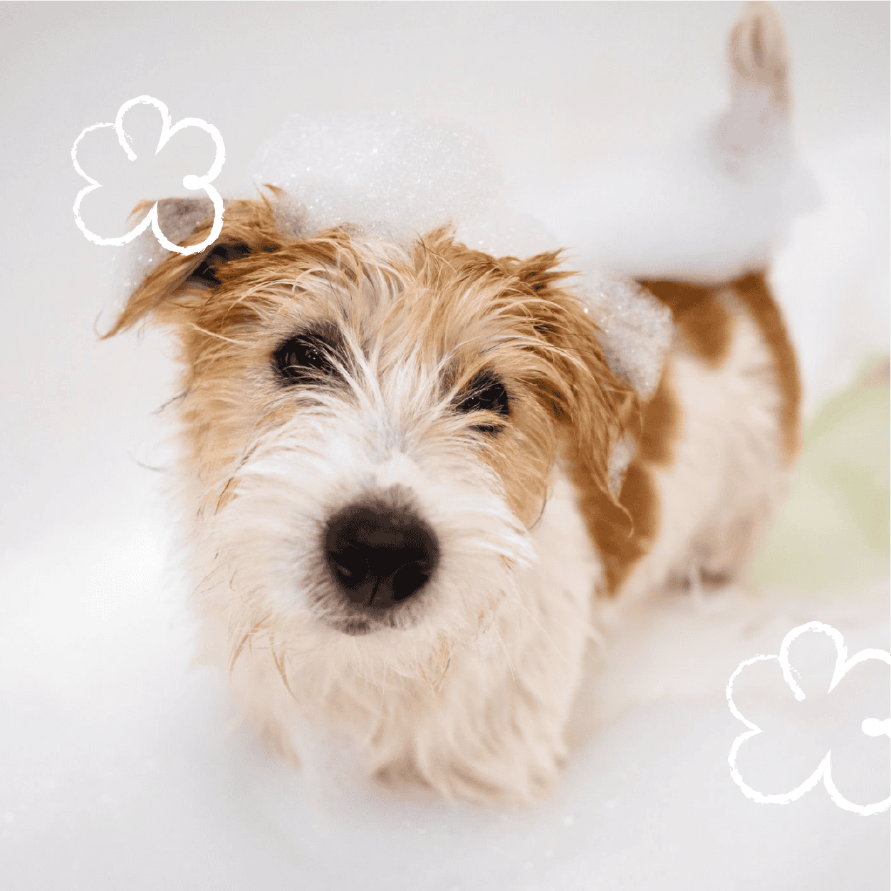 官網_WILDWASH夏日清潔_0808_04_不流淚淨顏露