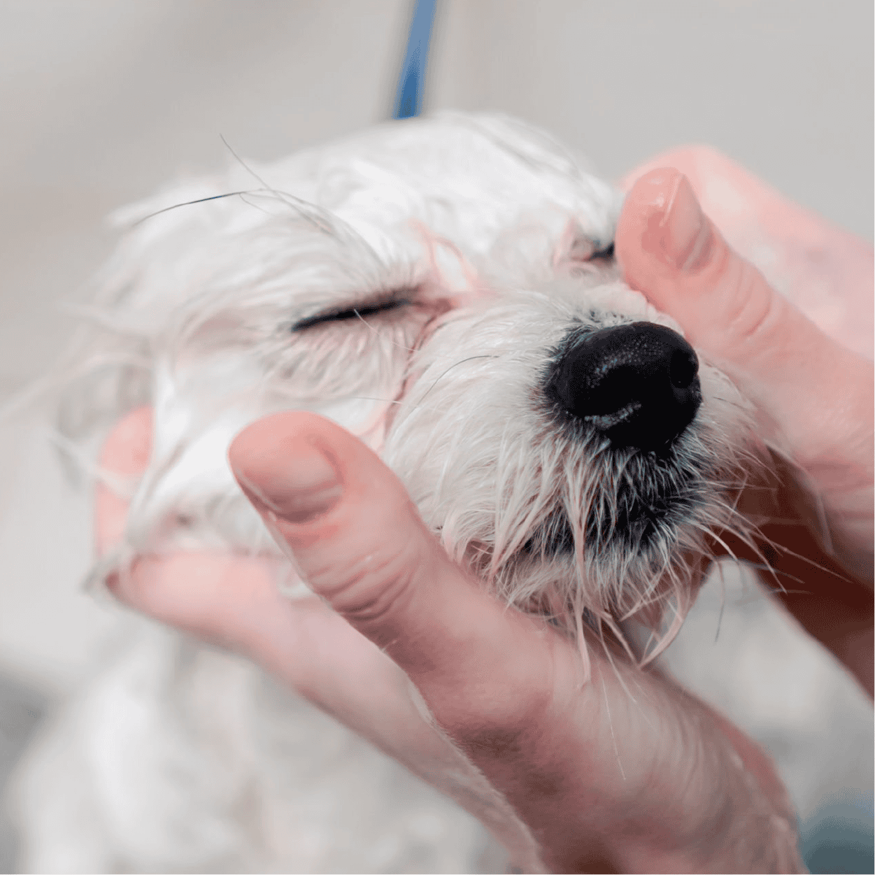 官網_WILDWASH夏日清潔_0808_04_除淚痕潔淨液