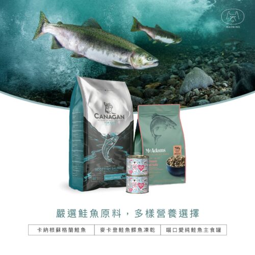 海洋珍饈－貓咪鮭魚盛宴