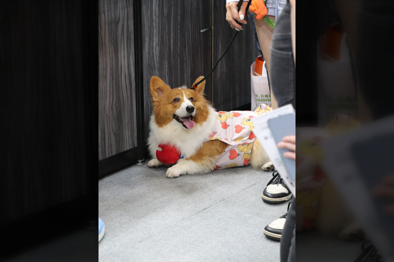 2025_Tapiei_PetsShow_17