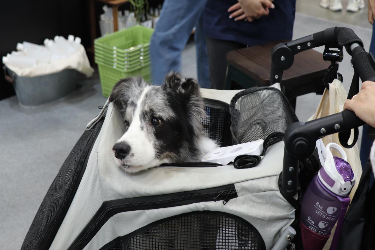 2025_Tapiei_PetsShow_26